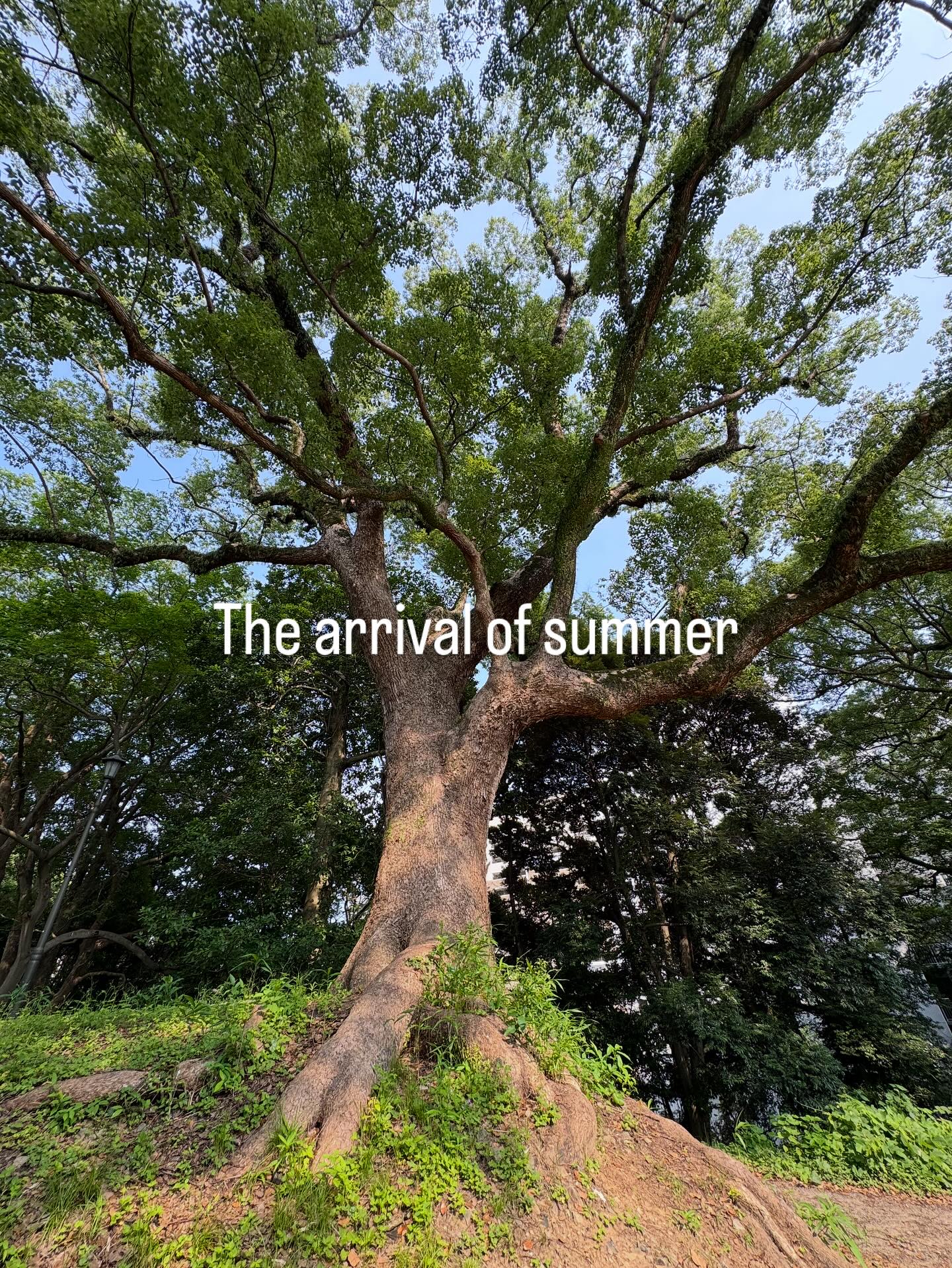 The arrival of summer